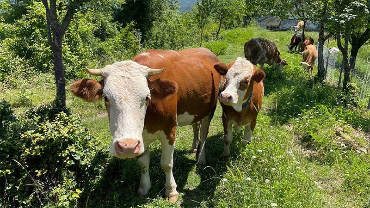 Bartın'da 90 köyde şap karantinası