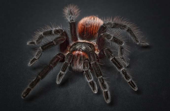‘Bitki’ diye gönderilen kargodan tarantula çıktı