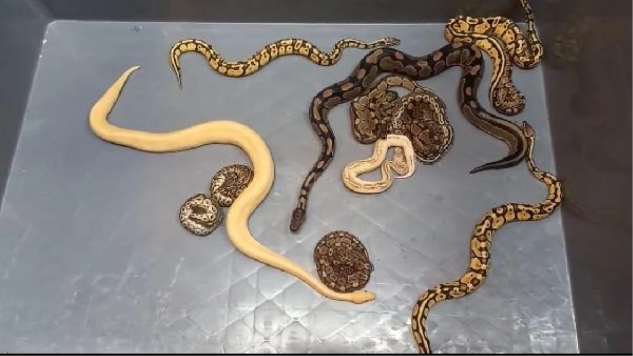 Kapıkule'de TIR'da 28 piton yılanı ele geçirildi