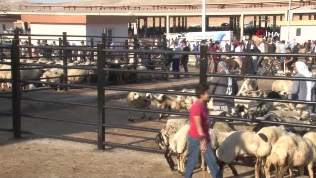 Şanlıurfa'da Kurban Pazarları Hareketlendi