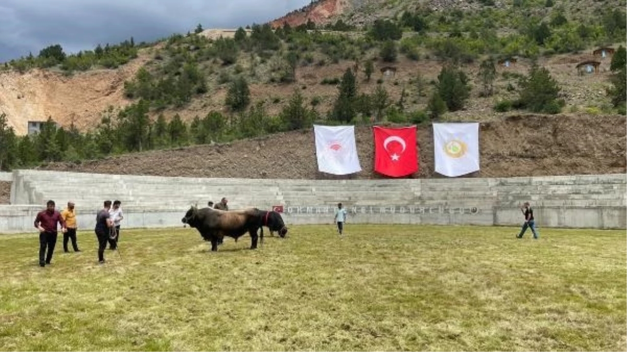 Yusufeli'de su altında kalan boğa güreşi arenası yerine yeni arena açıldı