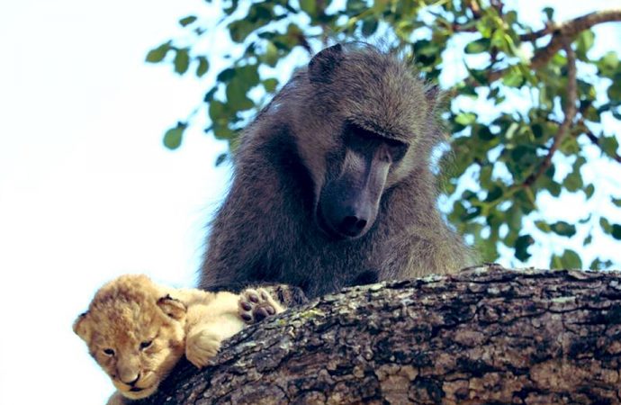 Disney filmi Aslan Kral gerçek oldu! Babun yavru aslanı kurtardı