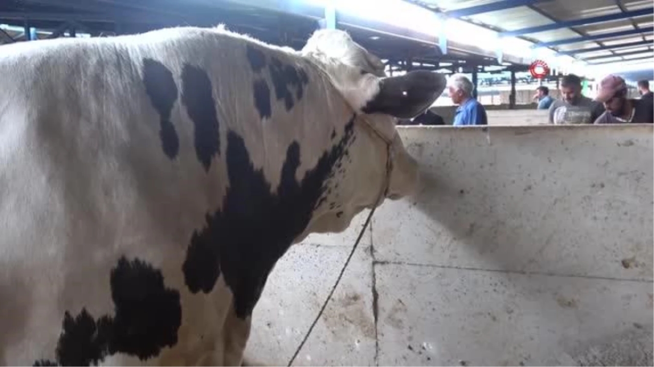 Bursa'nın en ağır büyükbaş kurbanlığı 1 ton 50 kilogram ağırlığı ile 