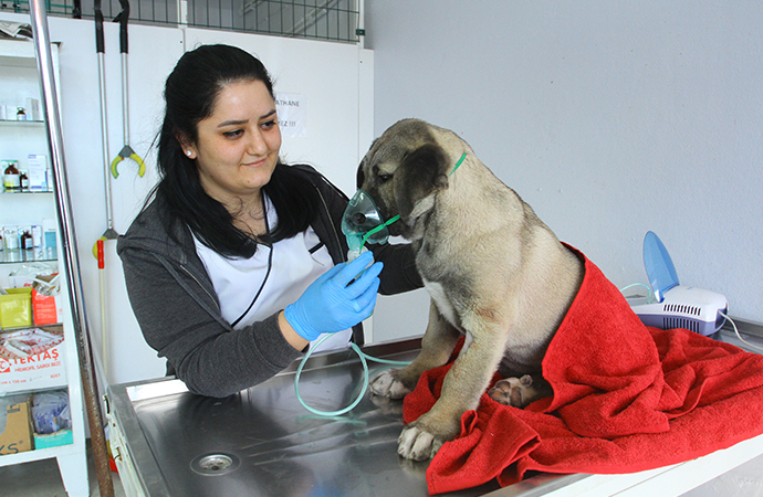 Kartal Belediyesi ekipleri, kuyuya düşen minik köpeği hayata döndürdü