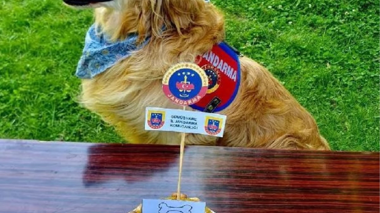 Gümüşhane'de Uyuşturucu Madde Arama Köpeği Altın Emekli Oldu