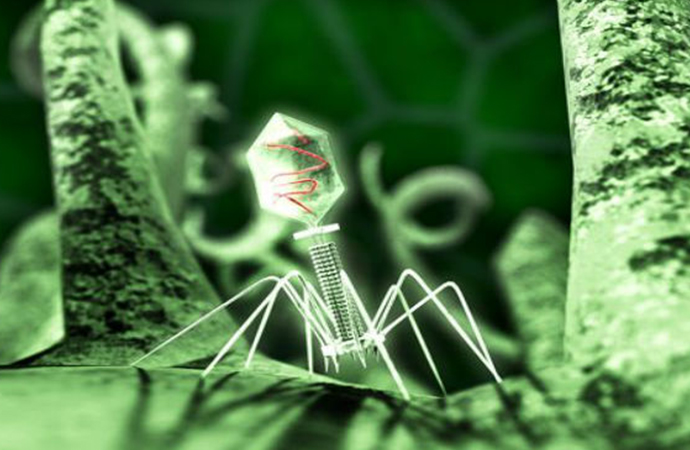 Katil virüs üretildi! Antibiyotiğe dirençli bakterileri öldürecek