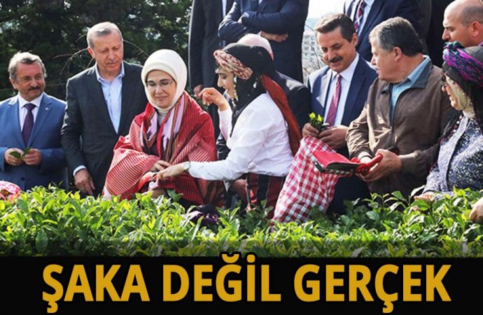 AKP’nin eseri! Rize’nin en fazla ithal ettiği ürün çay oldu