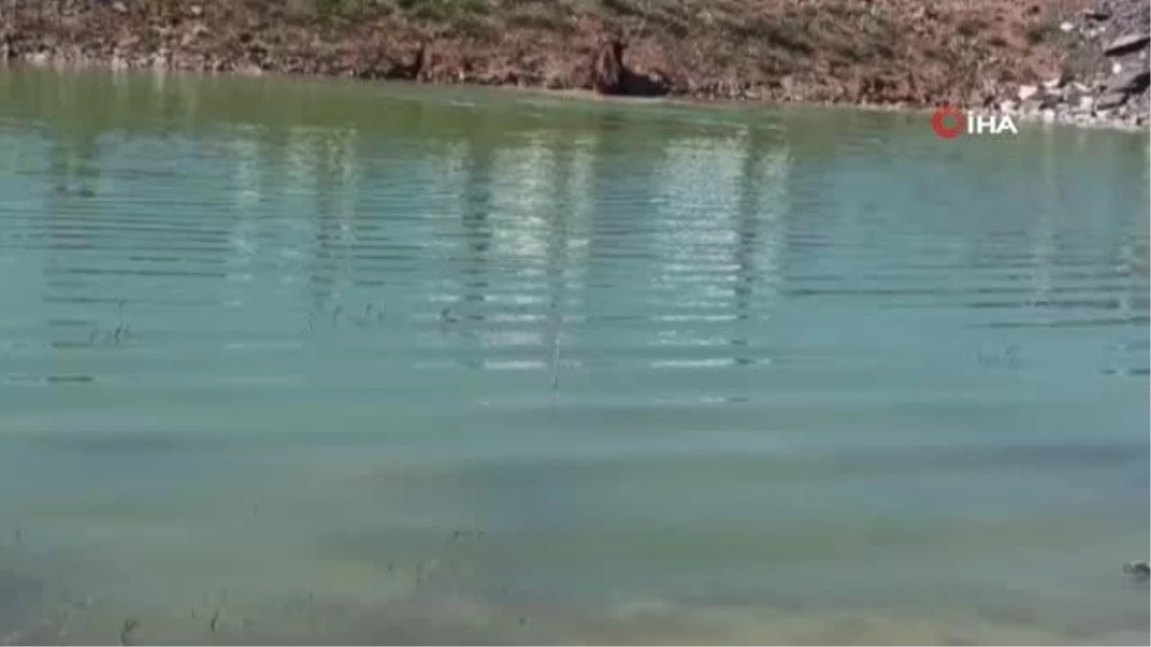 Ataşehir'de kaçan kurbanlık hayvana sahibi sopayla vurdu