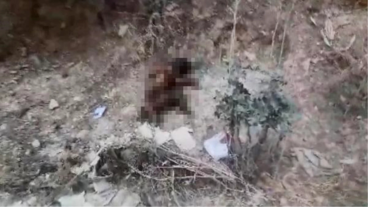 Bursa'da Yakılan Köpeğin Şüphelileri Aranıyor