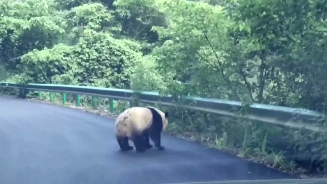 Çin'in Qinling Dağları'nda Yolda Dolaşan Vahşi Panda Görüntülendi