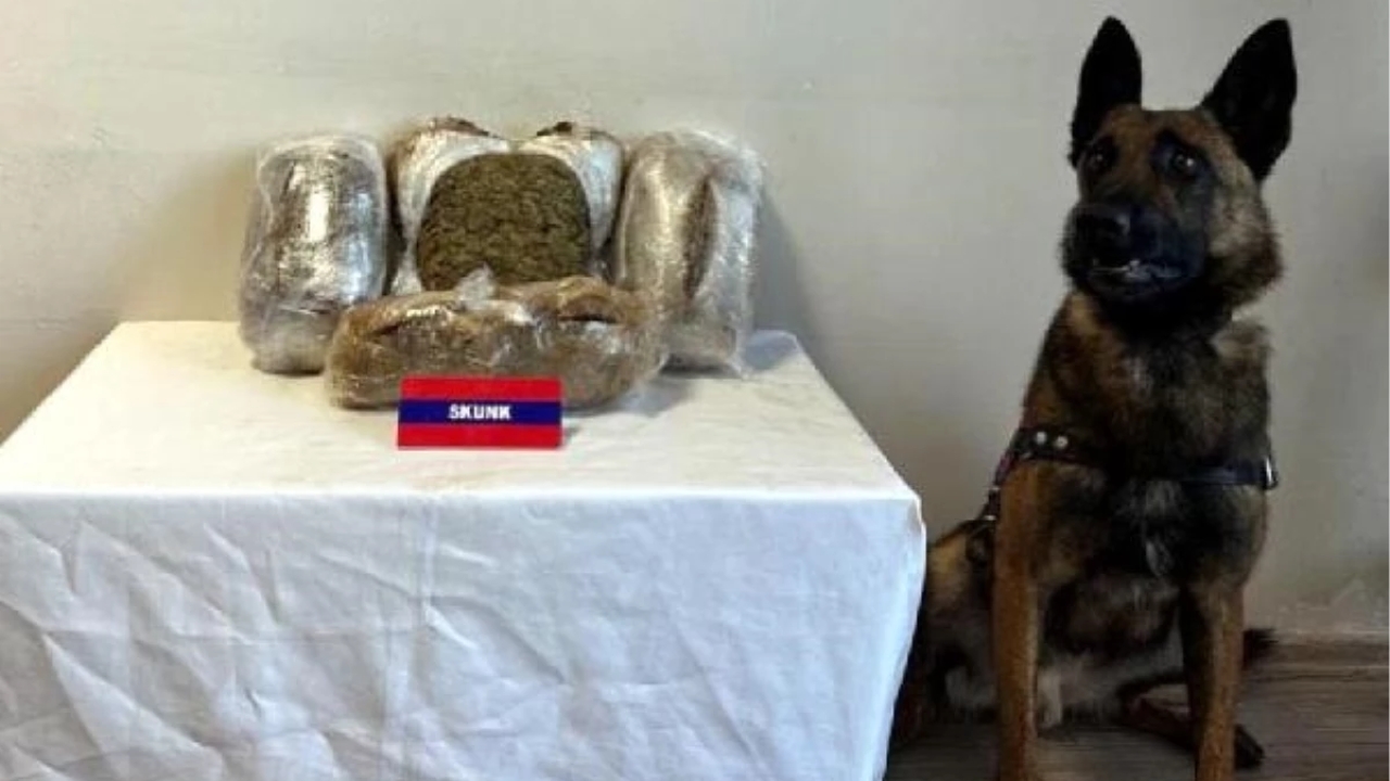 Bolu'da Yolcu Otobüsünde 5 Kilo Skunk Ele Geçirildi