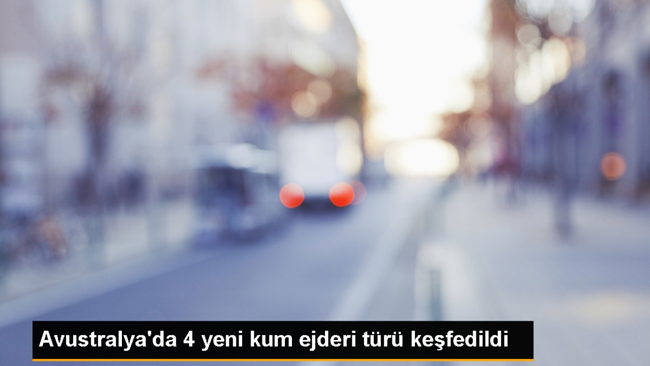 Avustralya'da 4 yeni kum ejderi türü keşfedildi