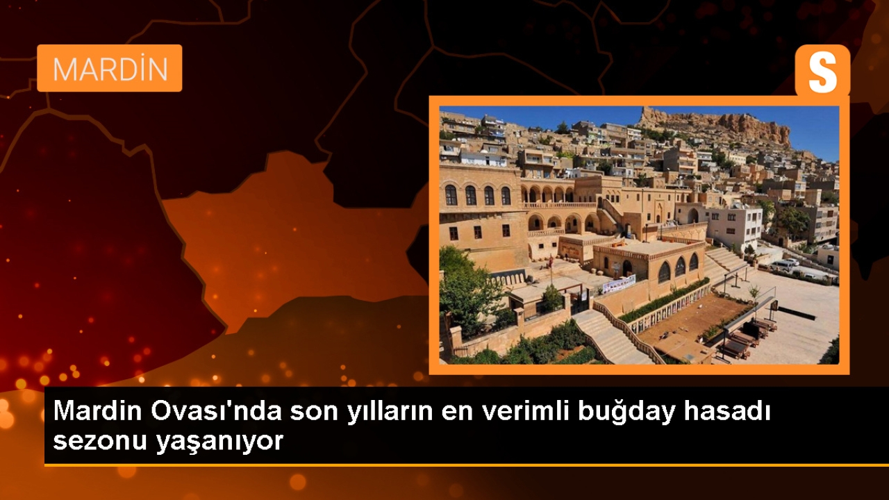 Mardin Ovası'nda Buğday Hasadı Bereketli Geçiyor