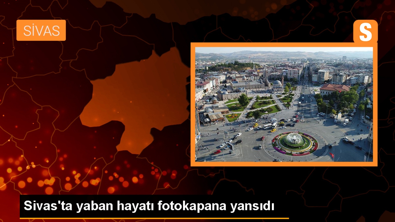 Sivas'ta Fotokapanlarla Görüntülenen Yaban Hayatı