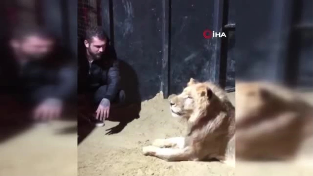 Beykoz'da ormanda 'aslan avı'