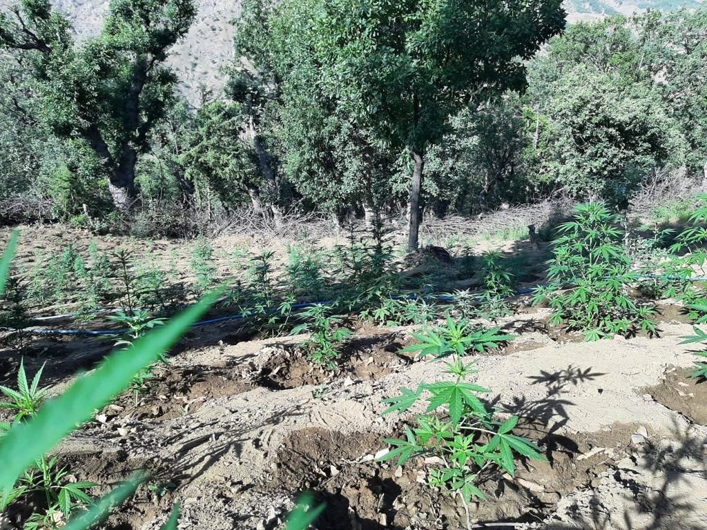 170 metre sulama hortumu kullanmışlar: İki tarlada 7 bin kök kenevir ele geçirildi
