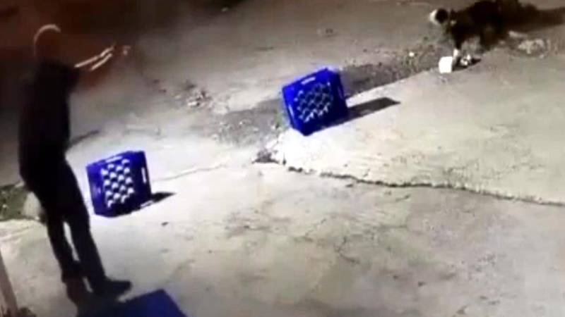 Direğe bağlı köpeği 14 kurşunla öldüren kişi ile sahibi tutuklandı