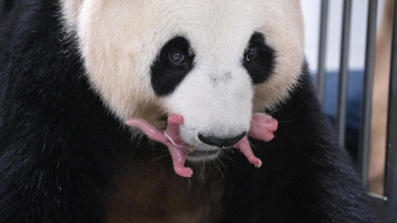Güney Kore'de Dev Panda Ai Bao, İkiz Yavru Dünyaya Getirdi
