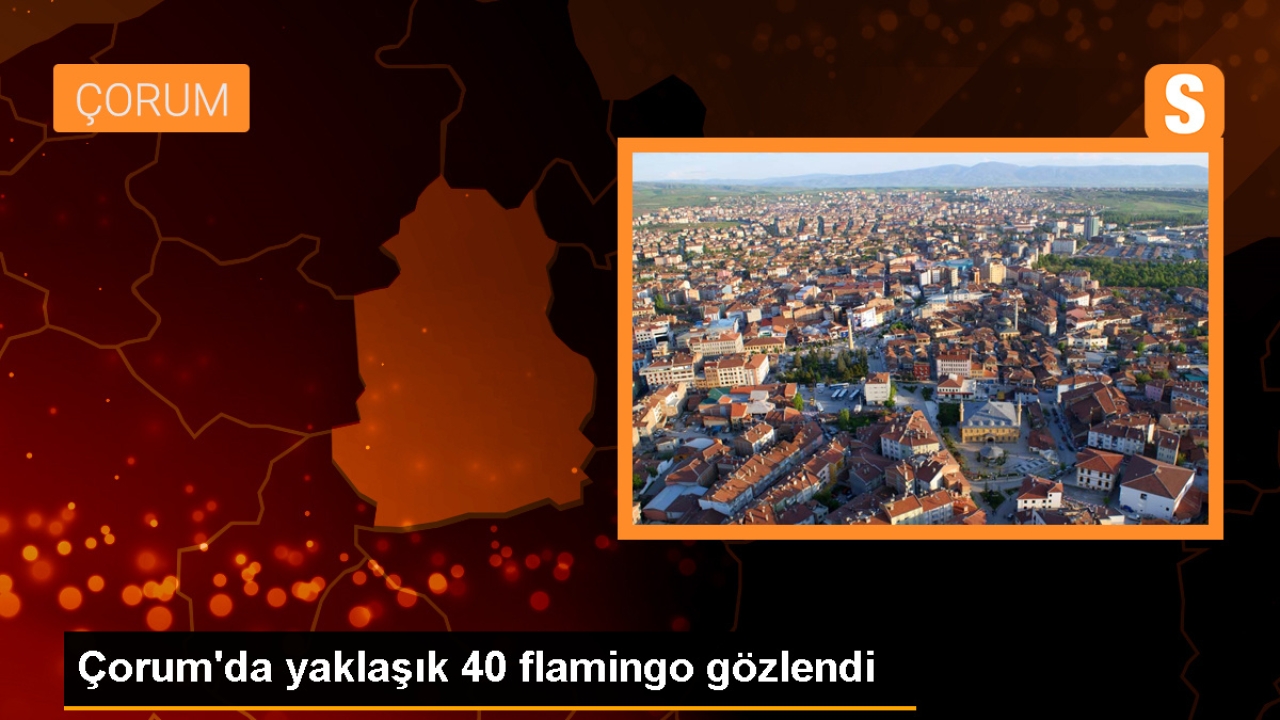 Çorum'da 40 Flamingo Gözlendi