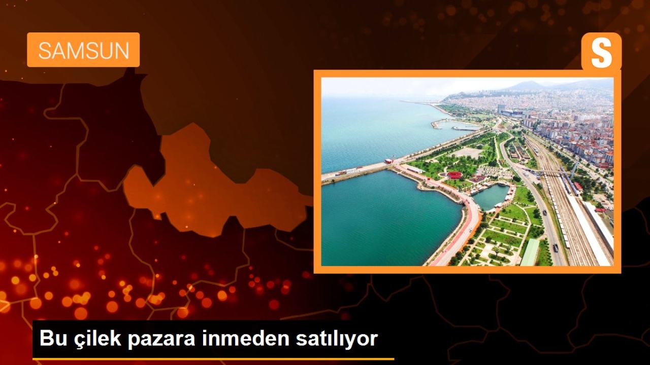 Bu çilek pazara inmeden satılıyor
