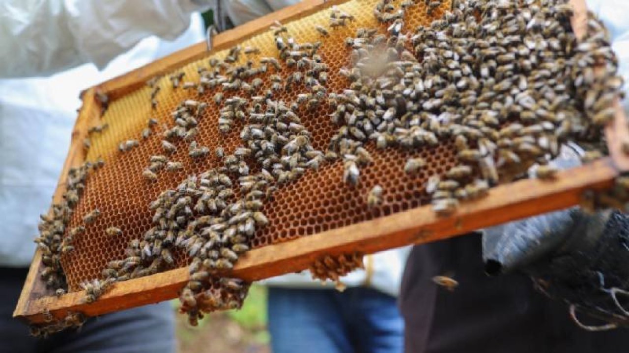 Manisa'da arıların saldırdığı bal üreticisi hayatını kaybetti