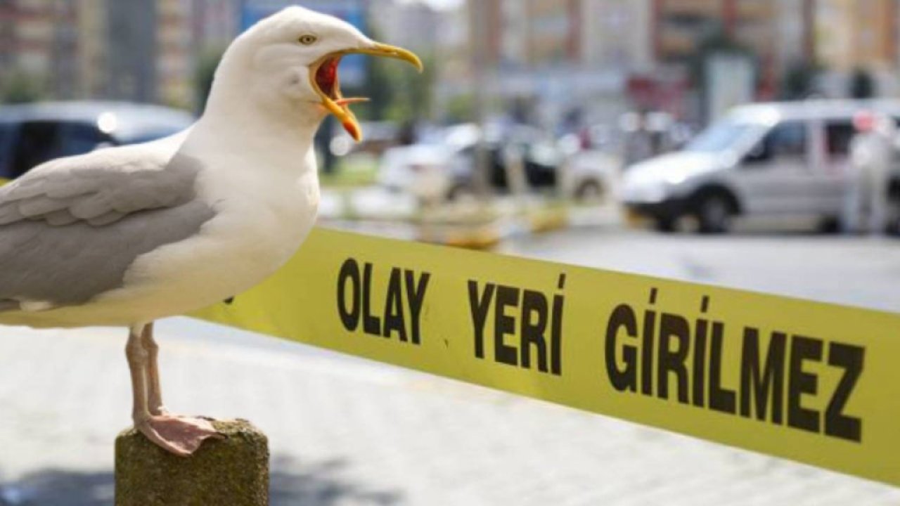 Sıcaktan bunalıp martılara ateş açtı, 5 kişiyi yaraladı