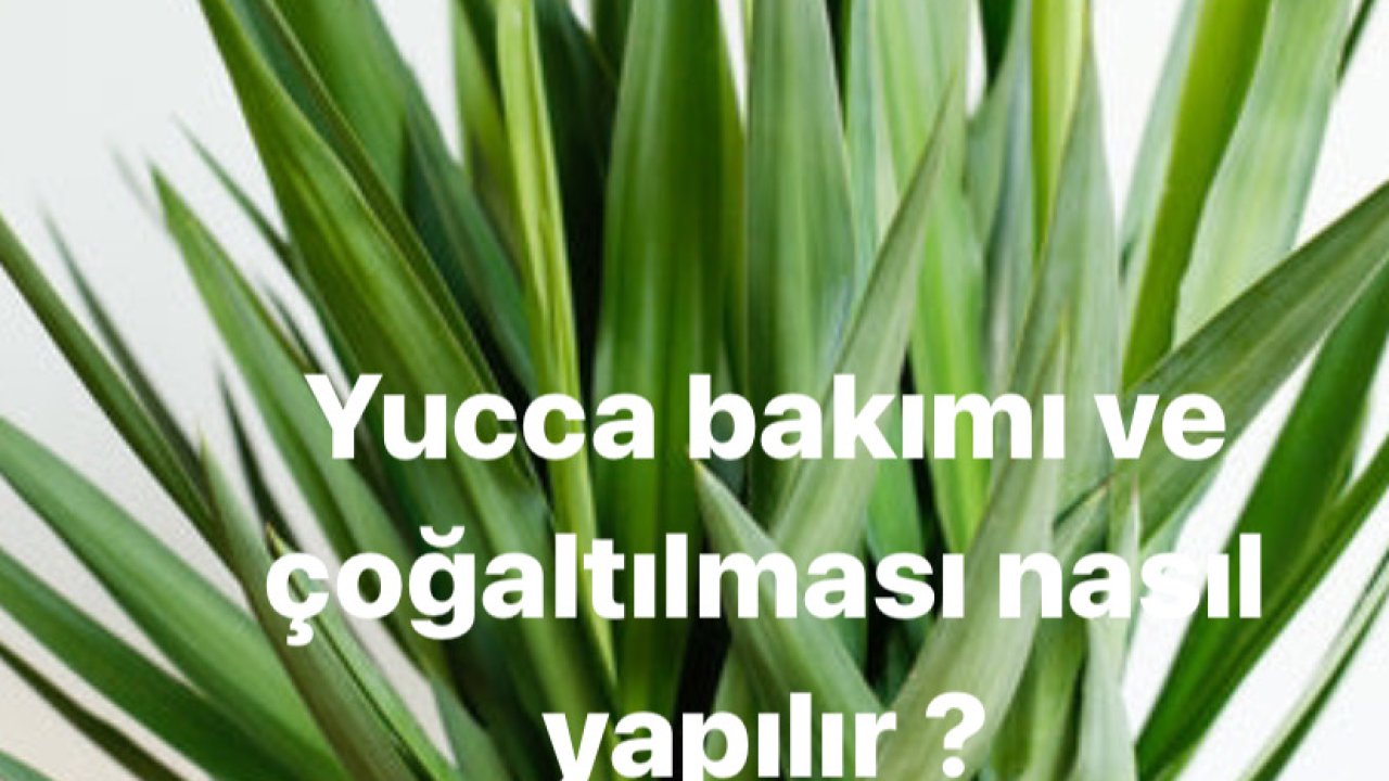 Yuka bitkisi nasıl çoğaltılır ? Yucca bitki bakımı.