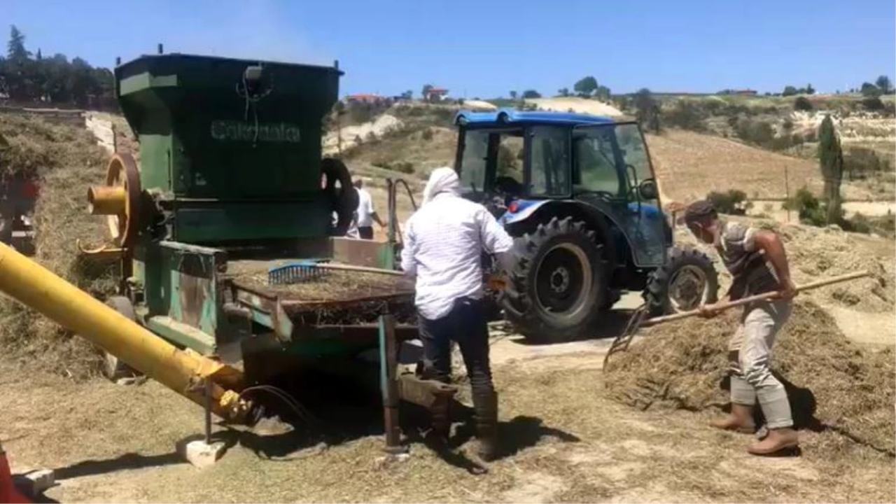 Denizli'de Kekik Hasadı Devam Ediyor