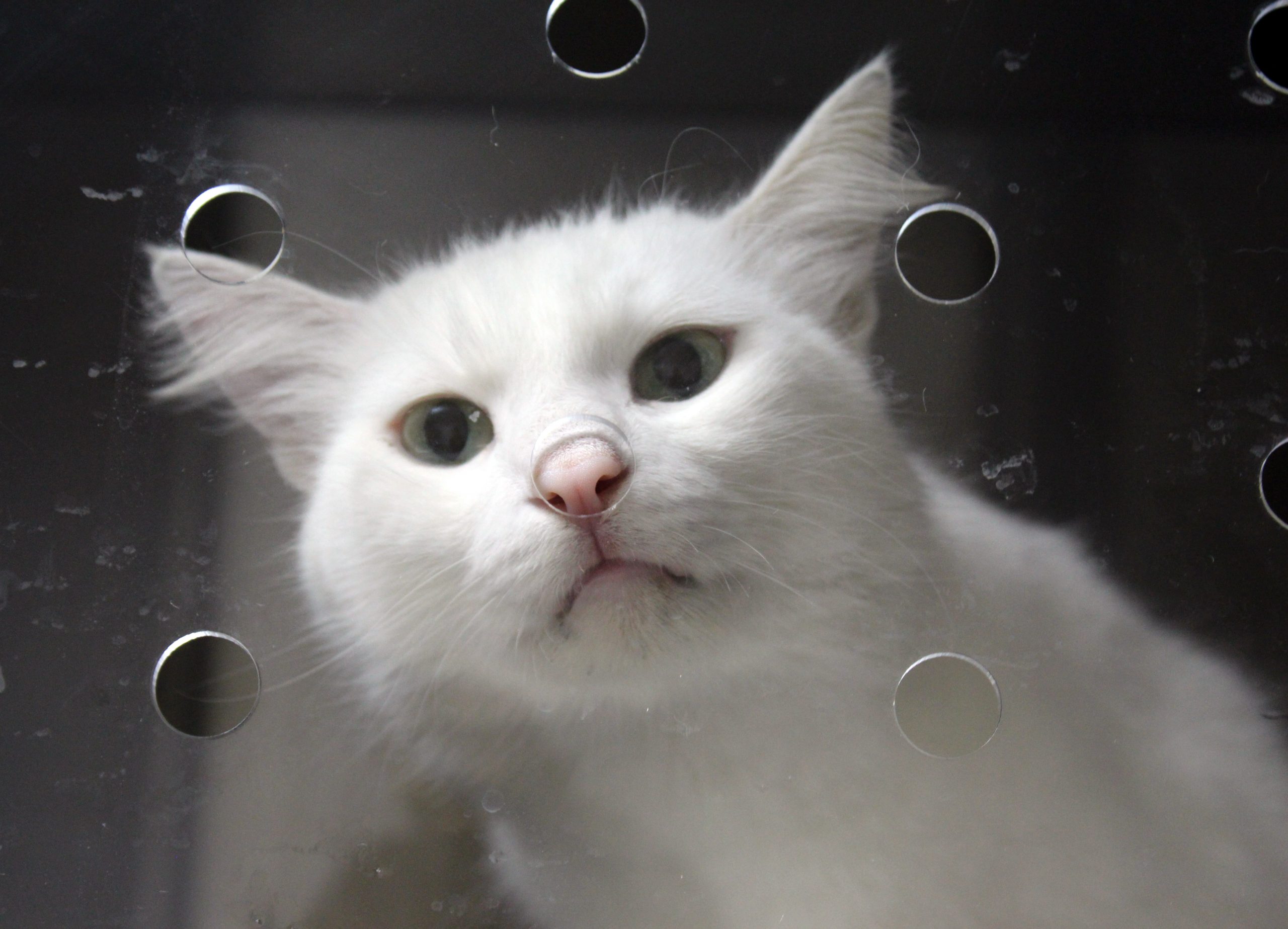 'Hayvanlardaki koronavirüs insana bulaşmaz'