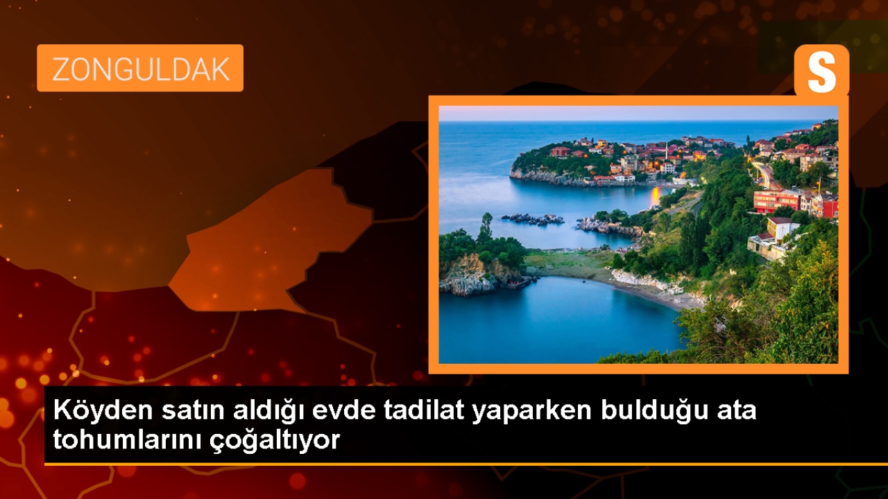 Zonguldak'ta Ata Tohumlarından İlk Hasat