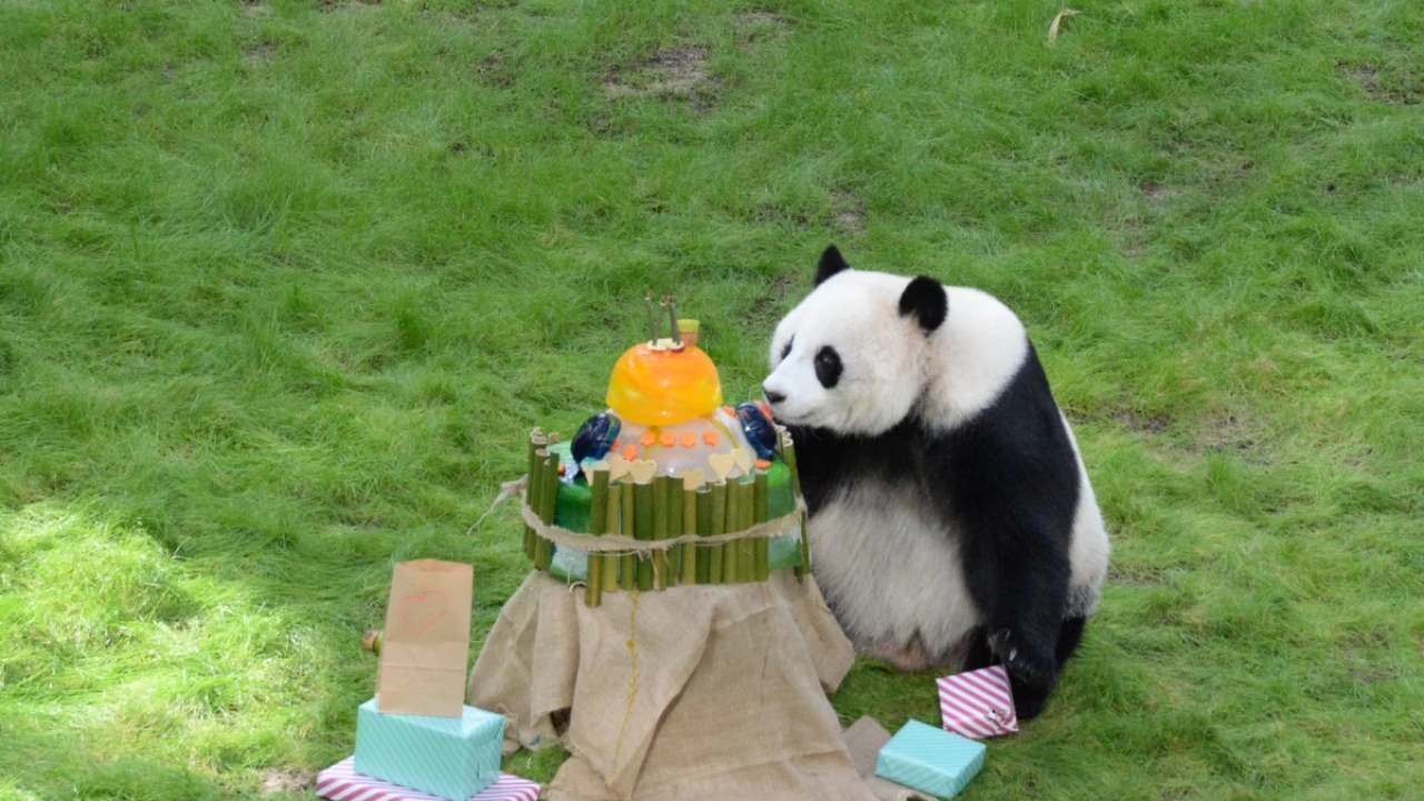 Dev Panda Si Hai, 4. Yaş Gününü Katar'da Kutladı
