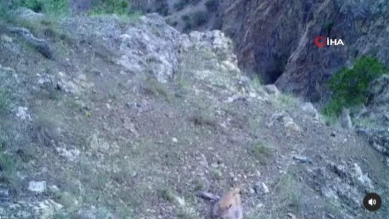 'Ormanın Hayaleti' Vaşak Yavrularıyla Birlikte Görüntülendi
