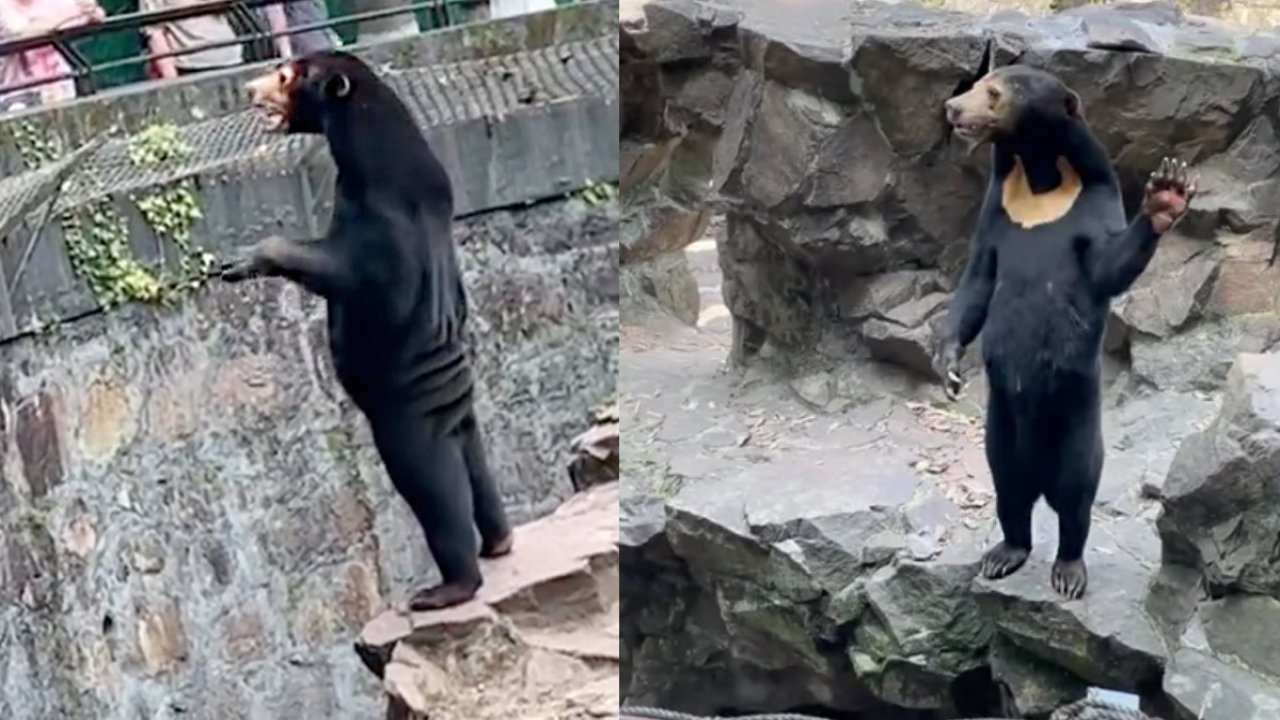 Hayvanat Bahçesi'ndeki ayıların insan benzeri davranışları dikkat çekti