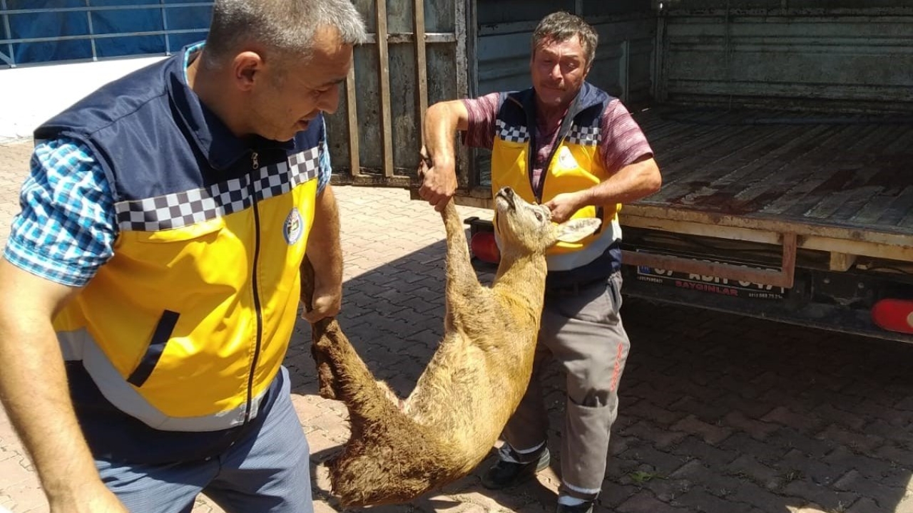 Yaralı halde bulunan karacaya sahip çıktılar