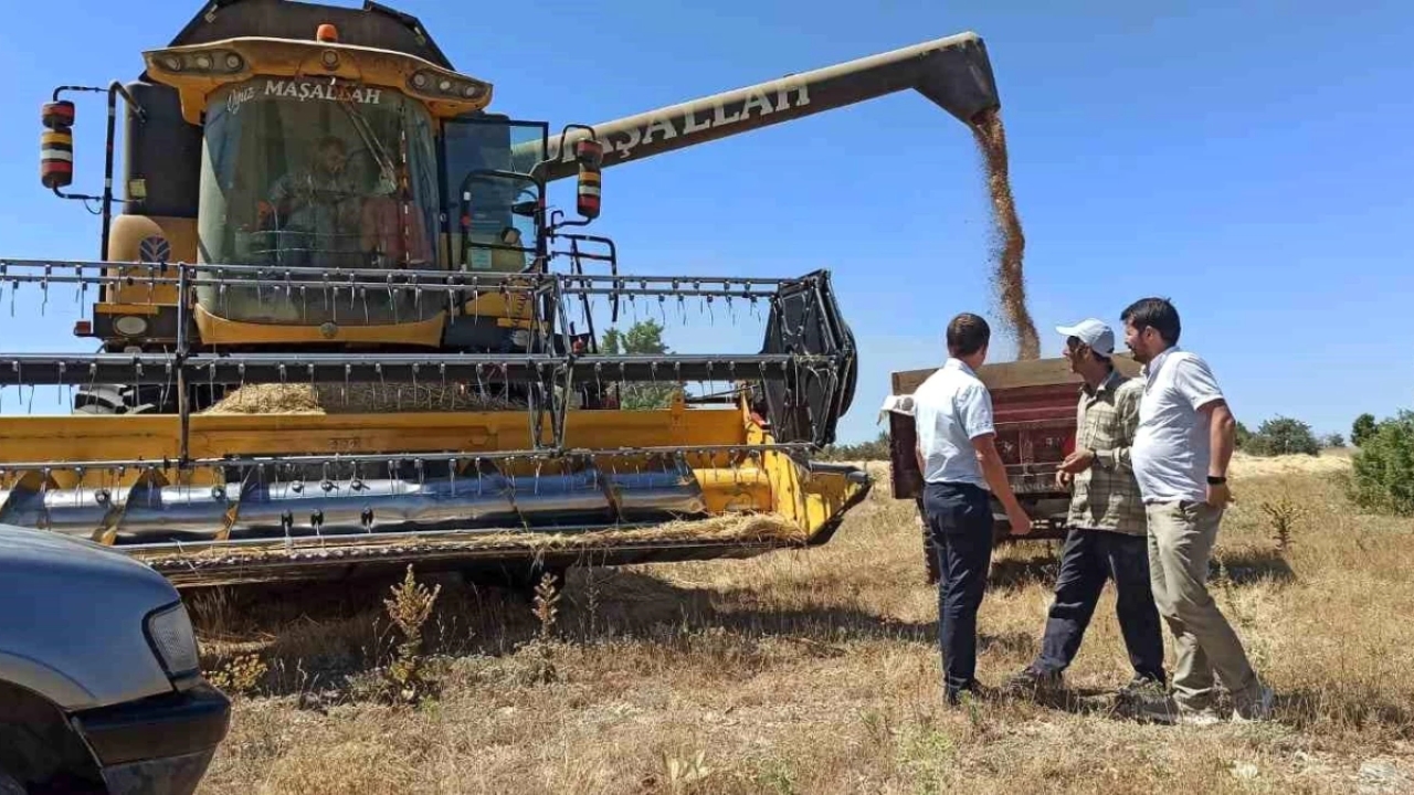Kütahya'da Buğday Tohumu Hasadı Devam Ediyor