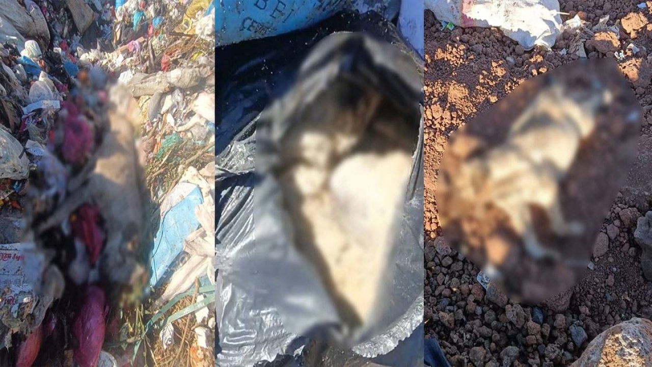 Diyarbakır’da vahşet: Çöp depolama alanında onlarca ölü köpek bulundu
