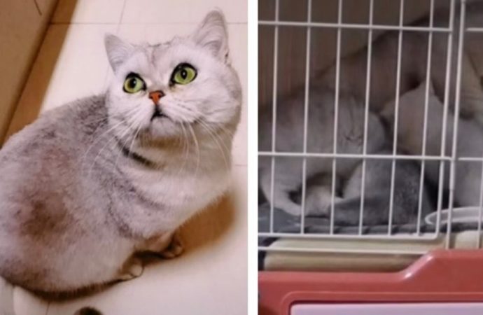 Ailesi 54 gün karantinada kalan hamile Lele kedi, dört yavrusuyla hayata tutundu