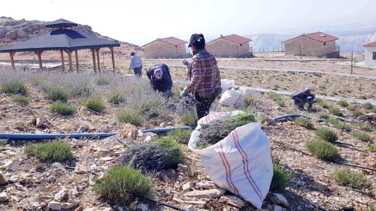 Adıyaman'ın Tut ilçesinde Lavanta Hasadı Yapıldı