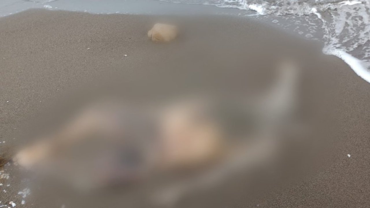 Sahilde dolaşan muhtar deniz kenarında ceset buldu
