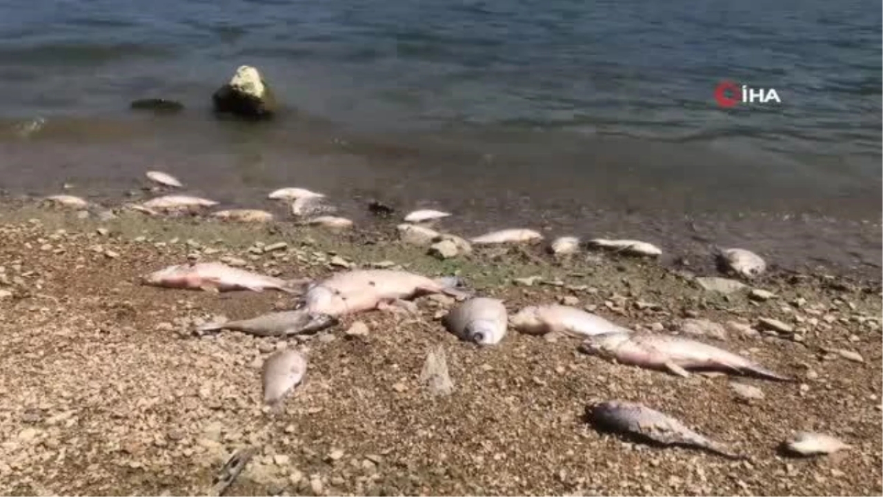 Boğazköy Baraj Gölünde Balık Ölümleri