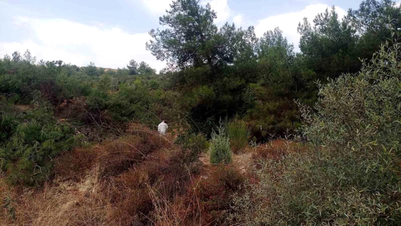 Bilecik'te Ormanlık Alanda Ceset Bulundu