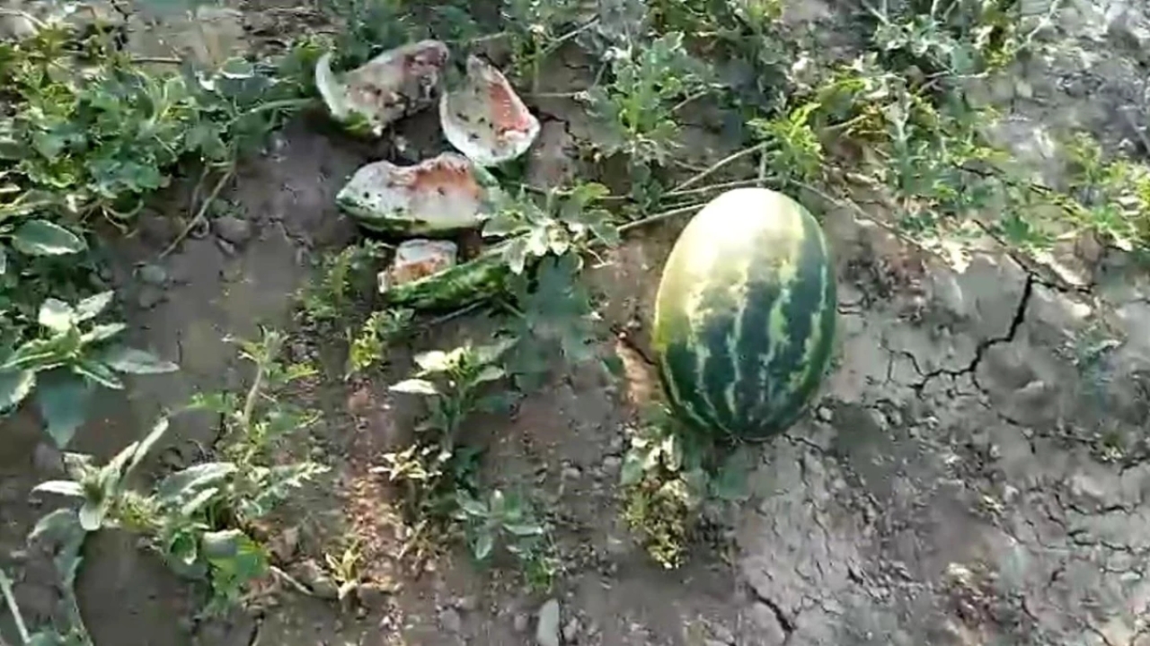 Ayılar Kastamonu'da Karpuz ve Kavunları Yedi