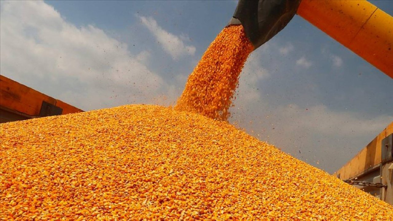 Toprak Mahsulleri Ofisi mısır alım fiyatını açıkladı: Ton başına 6 bin lira