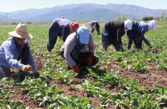 Çiftçinin aldığı destek, elektrik şirketinin kasasına aktarıldı!