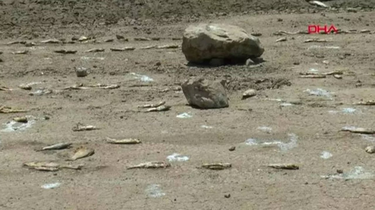Boğazköy Barajı'ndaki balıklar, atıklar ve oksijen yetersizliğinden ölmüş