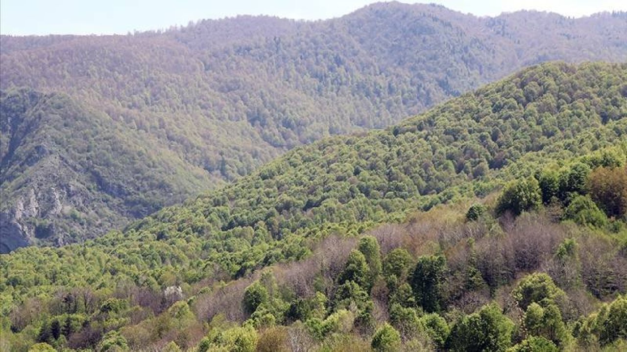 Kocaeli'de ormanlık alanlara girişler yasaklandı