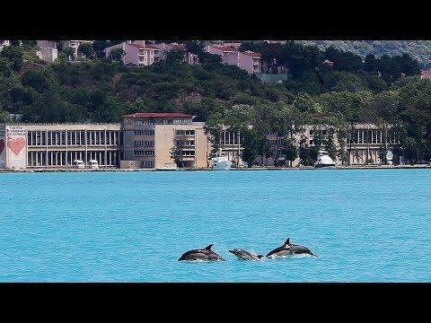 Yunuslar gemilerin dalgalarıyla boğazda dans ettiler