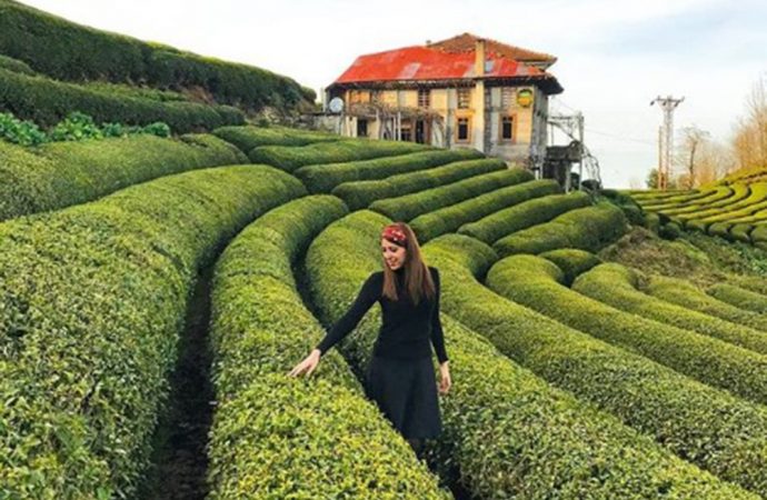 Çay hasadında yol haritası... Çözüm için 2 formül öne çıkıyor!