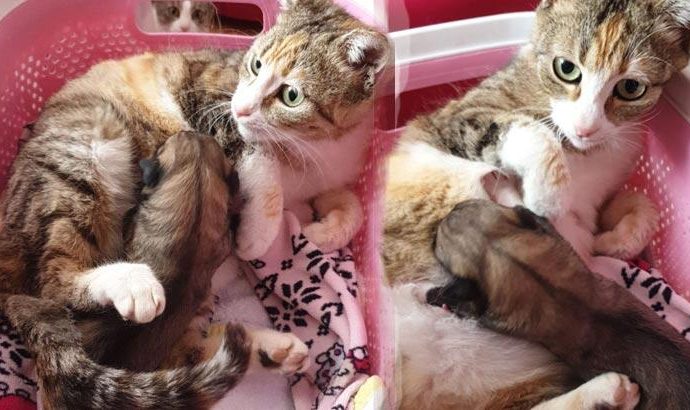 Yavru köpeği,anne kedi emzirdi.