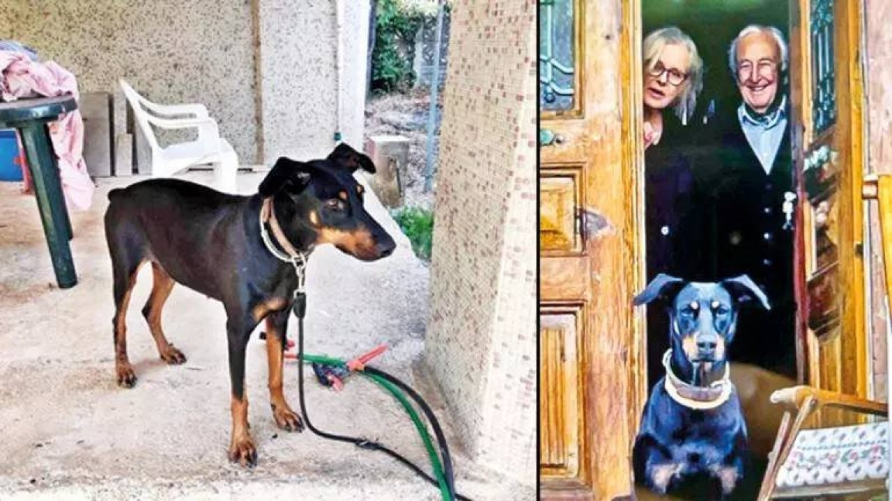 Prof. Dr. Korhan Berzeg'in köpeği Tina'nın gideceği yerler takip edilecek